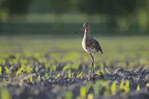 Black-tailed Godwit -Limosa limosa- in a field, North Rhine-Westphalia, Germany Black-tailed Godwit -Limosa limosa- in a field, North Rhine-Westphalia, Germany