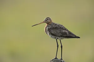 Black-tailed Godwit -Limosa limosa- perched on a post, Texel, The Netherlands, Europe Black-tailed Godwit -Limosa limosa- perched on a post, Texel, The Netherlands, Europe