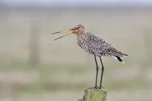 Black-tailed Godwit -Limosa limosa- standing on a wooden pole, Texel, West Frisian Islands, province of North Holland, The Netherlands Black-tailed Godwit -Limosa limosa- standing on a wooden pole, Texel, West Frisian Islands, province of North Holland, The Netherlands