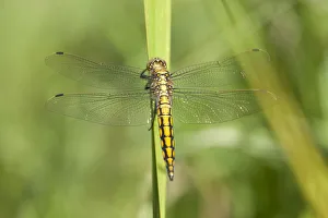 Black-tailed Skimmer -Orthetrum cancellatum-, juvenile dragonfly on a blade of grass Black-tailed Skimmer -Orthetrum cancellatum-, juvenile dragonfly on a blade of grass