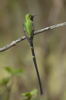 Black-tailed Trainbearer (Lesbia victoriae) Black-tailed Trainbearer (Lesbia victoriae)