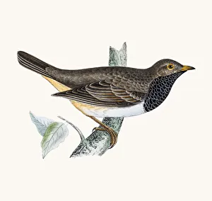<b class=qtipBold><figcaption>Black throated thrush</figcaption></b><br>A photograph of an original hand-colored engraving from The History of British Birds by Morris published in 1853-1891.<br><em>© mashuk</em> Black throated thrush