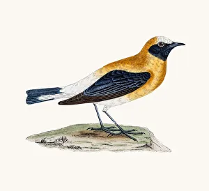 <b class=qtipBold><figcaption>Black-throated Wheatear</figcaption></b><br>A photograph of an original hand-colored engraving from The History of British Birds by Morris published in 1853-1891.<br><em>© mashuk</em> Black-throated Wheatear