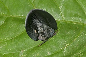 Black tortoise beetle -Cassidinae-, Tiputini rain forest, Yasuni National Park, Ecuador Black tortoise beetle -Cassidinae-, Tiputini rain forest, Yasuni National Park, Ecuador
