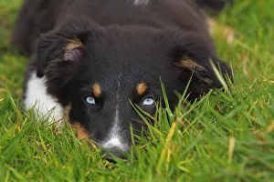 Black Tri Australian Shepherd, puppy, with blue eyes Black Tri Australian Shepherd, puppy, with blue eyes
