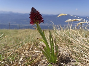 Black Vanilla Orchid -Nigritella nigra-, Carinthia, Austria Black Vanilla Orchid -Nigritella nigra-, Carinthia, Austria