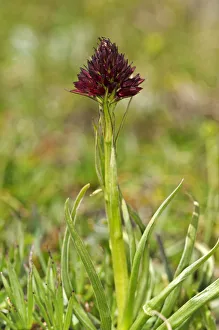 Black vanilla orchid -Nigritella nigra-, Sanetschpass, Switzerland Black vanilla orchid -Nigritella nigra-, Sanetschpass, Switzerland
