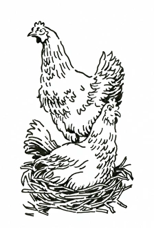 Black and white digital illustration of two chickens, one standing and the other sitting on nest Black and white digital illustration of two chickens, one standing and the other sitting on nest