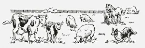 Black and white digital illustration of cow and calf, horse and foal Black and white digital illustration of cow and calf, horse and foal
