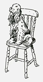 Black and white digital illustration of English Springer Spaniel sitting on wooden chair Black and white digital illustration of English Springer Spaniel sitting on wooden chair