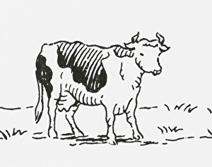 Black and white digital illustration of Friesian cow Black and white digital illustration of Friesian cow