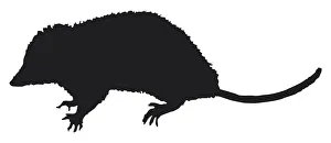 Black and white digital illustration of Opossum (Didelphidae) Black and white digital illustration of Opossum (Didelphidae)