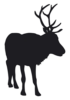 Black and white digital illustration of Reindeer (Rangifer tarandus) Black and white digital illustration of Reindeer (Rangifer tarandus)