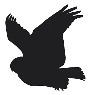 Black and white digital illustration of Snowy Owl (Bubo scandiacus) in flight Black and white digital illustration of Snowy Owl (Bubo scandiacus) in flight