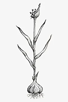 Black and white illustration of Allium sativum (Garlic), showing bulb, leaves and flowers Black and white illustration of Allium sativum (Garlic), showing bulb, leaves and flowers