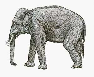 Images Dated 5th October 2009: Black and white illustration of Asian Elephant (Elephas colbertis)