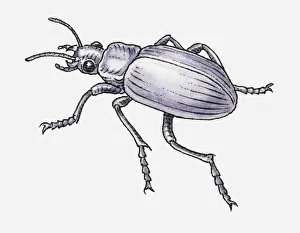 Black and white illustration of Common Black Ground Beetle (Pterostichus melanarius) Black and white illustration of Common Black Ground Beetle (Pterostichus melanarius)