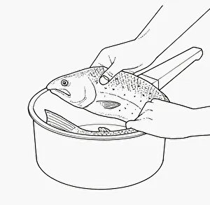 Black and white illustration of curling large, whole fish to fit into saucepan Black and white illustration of curling large, whole fish to fit into saucepan