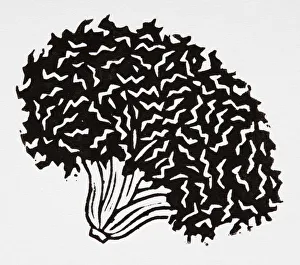 Black and white illustration of curly lettuce head Black and white illustration of curly lettuce head