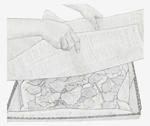 Black and white illustration of dried leaves in box, being covered with newspaper Black and white illustration of dried leaves in box, being covered with newspaper
