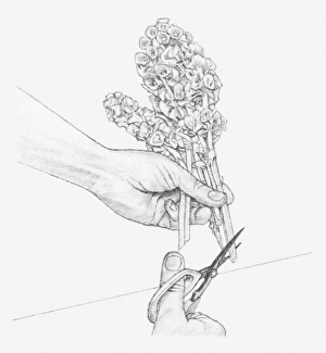Black and white illustration of hand cutting the ends of Moluccella stems at a sharp Black and white illustration of hand cutting the ends of Moluccella stems at a sharp