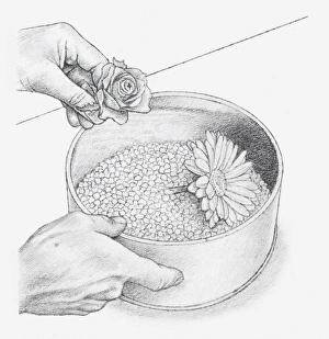 Black and white illustration of hand placing flower heads, wired or with short stalks Black and white illustration of hand placing flower heads, wired or with short stalks