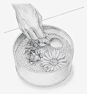 Black and white illustration of hand using spoon to cover flower heads with silica gel Black and white illustration of hand using spoon to cover flower heads with silica gel