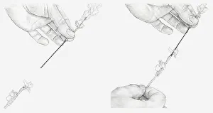 Black and white illustration of hands connecting to sections of a stem using a piece of stub wire (wiring flowers) Black and white illustration of hands connecting to sections of a stem using a piece of stub wire (wiring flowers)
