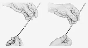Black and white illustration of hands lengthening a hollow stem, using a piece of stub wire (wiring flowers) Black and white illustration of hands lengthening a hollow stem, using a piece of stub wire (wiring flowers)