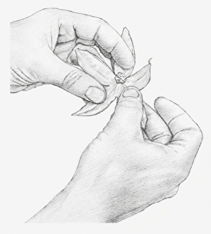Black and white illustration of hands opening a physalis flower, pulling down the segments created by cutting Black and white illustration of hands opening a physalis flower, pulling down the segments created by cutting