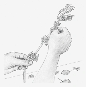 Black and white illustration of hands removing leaves and bracts from Moluccella stem Black and white illustration of hands removing leaves and bracts from Moluccella stem
