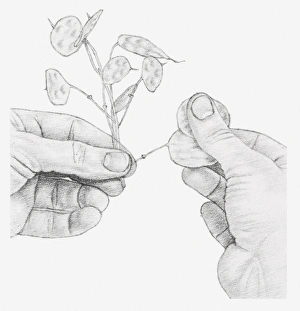 Black and white illustration of hands rubbing away the outer casings of an honesty seed head Black and white illustration of hands rubbing away the outer casings of an honesty seed head