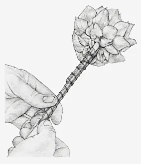 Black and white illustration of hands wiring a dried globe artichoke, using a cane placed against the stem Black and white illustration of hands wiring a dried globe artichoke, using a cane placed against the stem