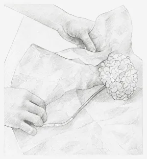 Black and white illustration of hands wrapping dried hydrangea flower in tissue paper (storing dried flowers) Black and white illustration of hands wrapping dried hydrangea flower in tissue paper (storing dried flowers)
