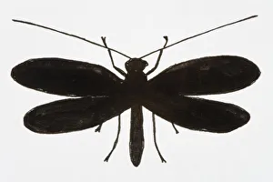 Black and white illustration of Lacewing (Neuroptera) Black and white illustration of Lacewing (Neuroptera)