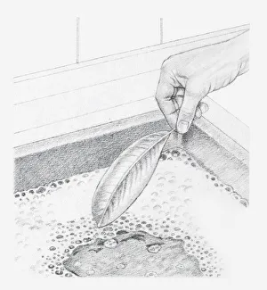 Black and white illustration of a leaf preserved in glycerine being dipped into a bowl of Black and white illustration of a leaf preserved in glycerine being dipped into a bowl of