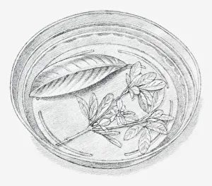 Black and white illustration of leaves being preserved in a dish containing a mixture of Black and white illustration of leaves being preserved in a dish containing a mixture of