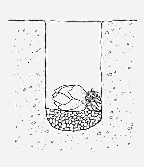 Black and white illustration of lily bulb planted in the ground on a layer of gravel Black and white illustration of lily bulb planted in the ground on a layer of gravel