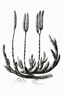 Black and white illustration of Lycopodium clavatum (Club moss) Black and white illustration of Lycopodium clavatum (Club moss)