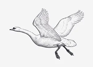 Black and white illustration of Mute Swan (Cygnus olor) in flight Black and white illustration of Mute Swan (Cygnus olor) in flight