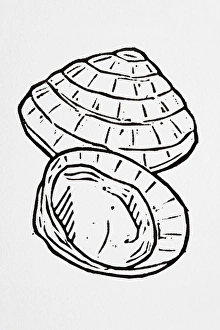Black and white illustration of two parts of seashell Black and white illustration of two parts of seashell