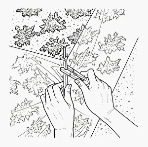 Black and white illustration of pegging polythene barrier to protect young carrots from pests Black and white illustration of pegging polythene barrier to protect young carrots from pests