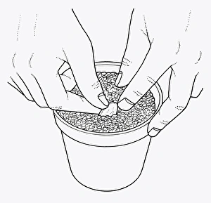 Black and white illustration of how to plant lily scale in compost post Black and white illustration of how to plant lily scale in compost post
