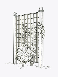 Black and white illustration of plants growing on both sides of trellis fence panel used as screen p Black and white illustration of plants growing on both sides of trellis fence panel used as screen p