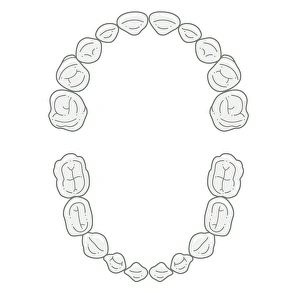 Black and white illustration of primary teeth Black and white illustration of primary teeth