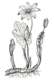 Black and white illustration of Sanguinaria canadensis (Blood root), buds, flowers and leaves Black and white illustration of Sanguinaria canadensis (Blood root), buds, flowers and leaves