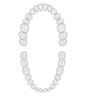 Black and white illustration of secondary teeth Black and white illustration of secondary teeth
