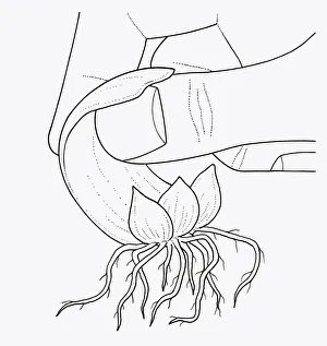 Black and white illustration showing fingers removing lily scale from bulb Black and white illustration showing fingers removing lily scale from bulb