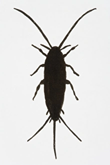 Black and white illustration of Silverfish (Lepisma saccharina) Black and white illustration of Silverfish (Lepisma saccharina)