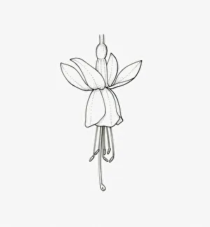 Black and White Illustration of single form Fuchsia flower head Black and White Illustration of single form Fuchsia flower head